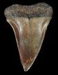 Reddish-Brown Fossil Mako Shark Tooth - Virginia #49551-1